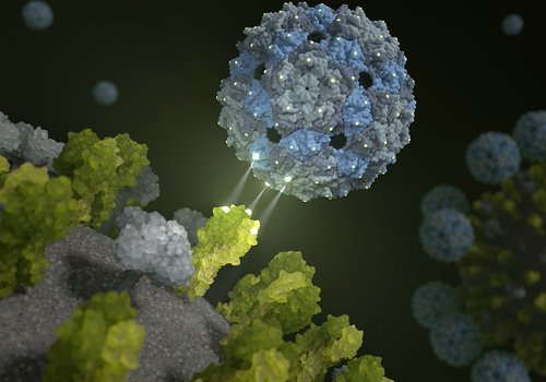 Безвредный вирус борется с гриппом, имитируя клетки легких